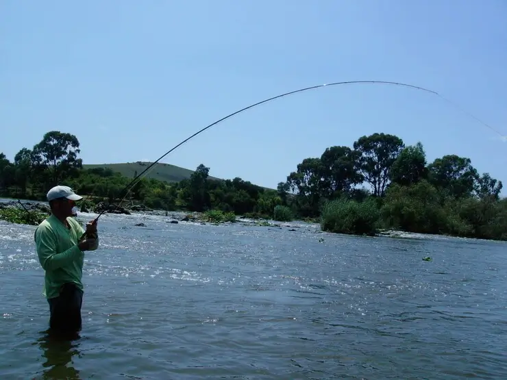 Vaal River Yellowfish frequently asked questions