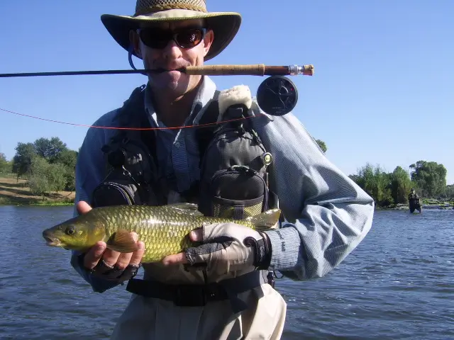 Shayne Prinsloo, Vaal River fly fishing guide for Smallmouth Yellowfish (Parys)